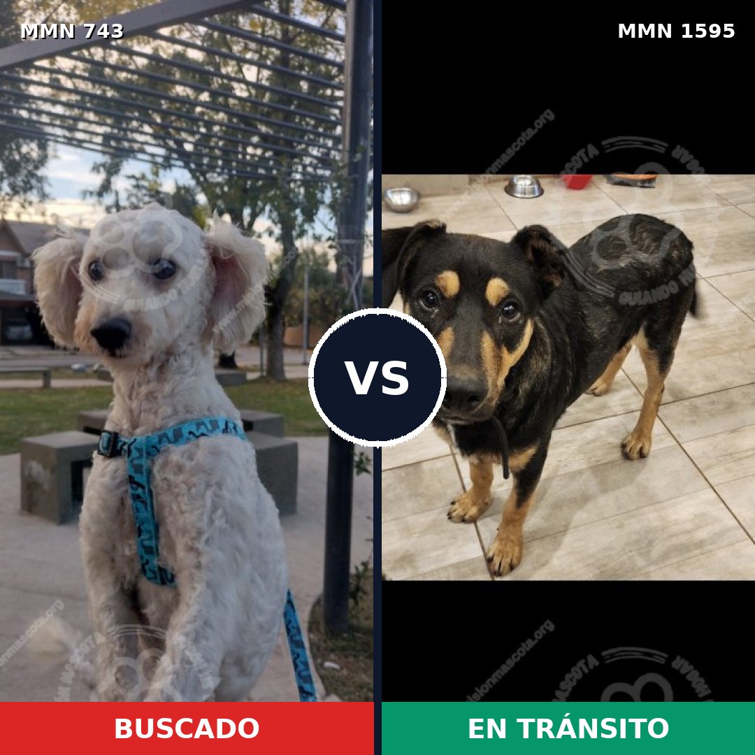 Comparativa MMS 32555: mascota perdida y mascota encontrada, 47% de similitud