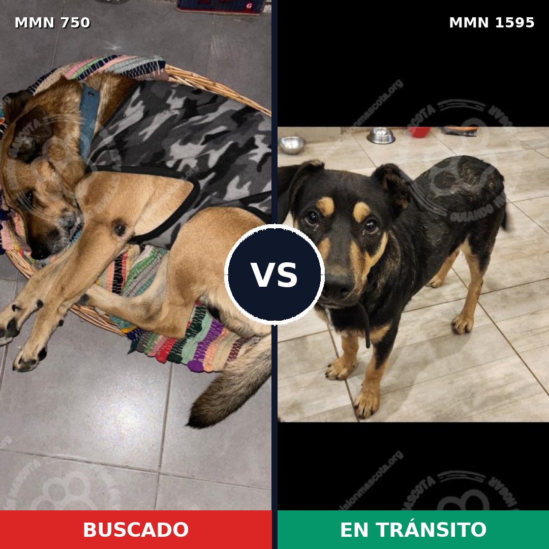 Comparativa MMS 32556: mascota perdida y mascota encontrada, 69% de similitud