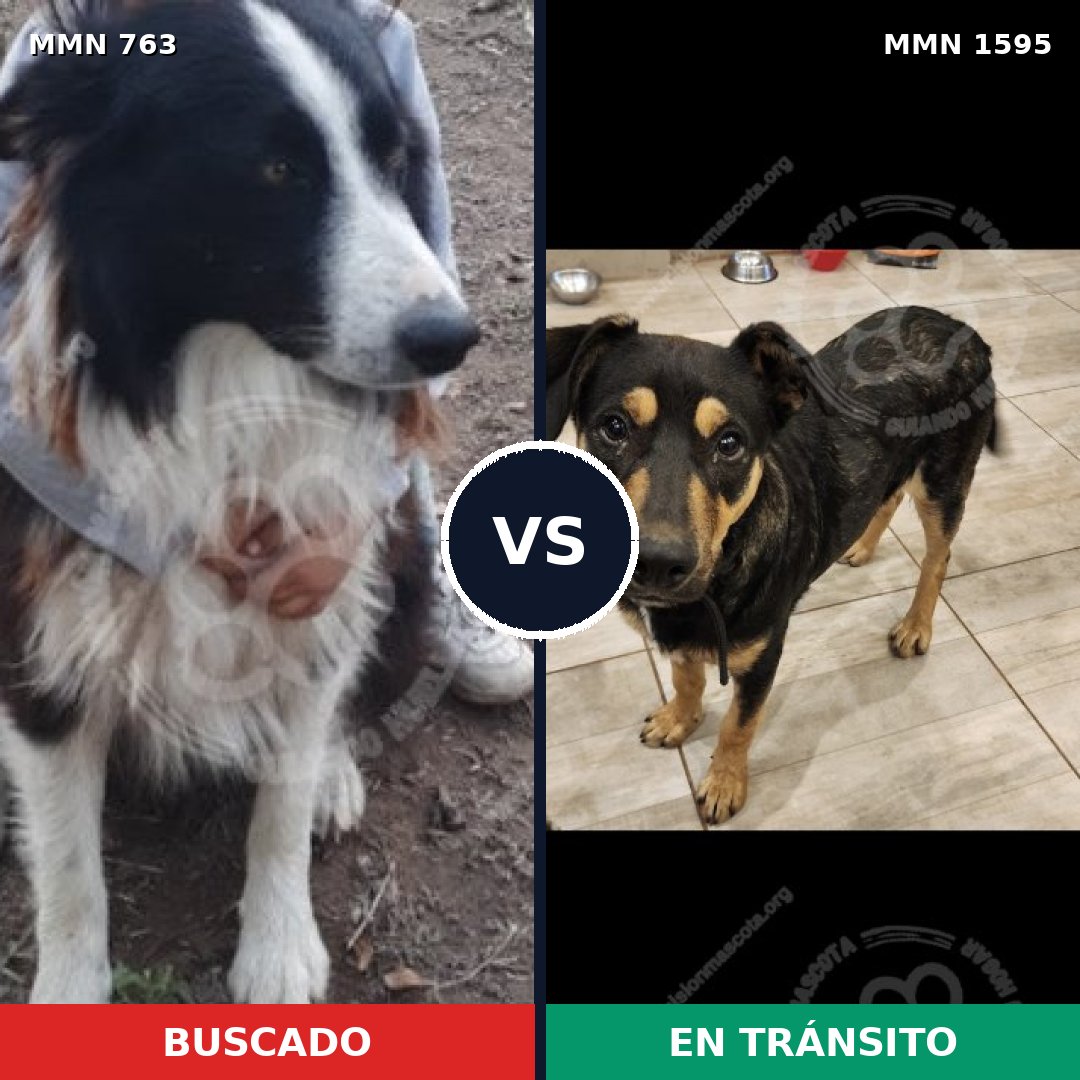 Comparativa MMS 32558: mascota perdida y mascota encontrada, 49% de similitud