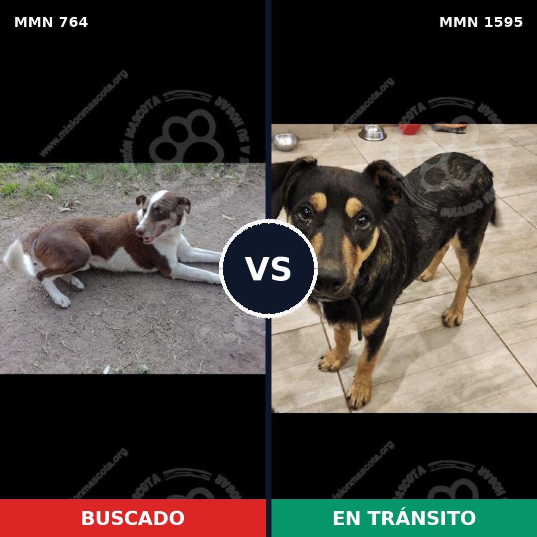 Comparativa MMS 32559: mascota perdida y mascota encontrada, 38% de similitud