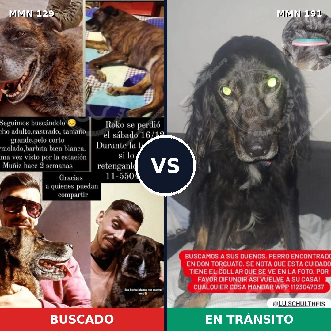 Comparativa MMS 3256: mascota perdida y mascota encontrada, 8% de similitud
