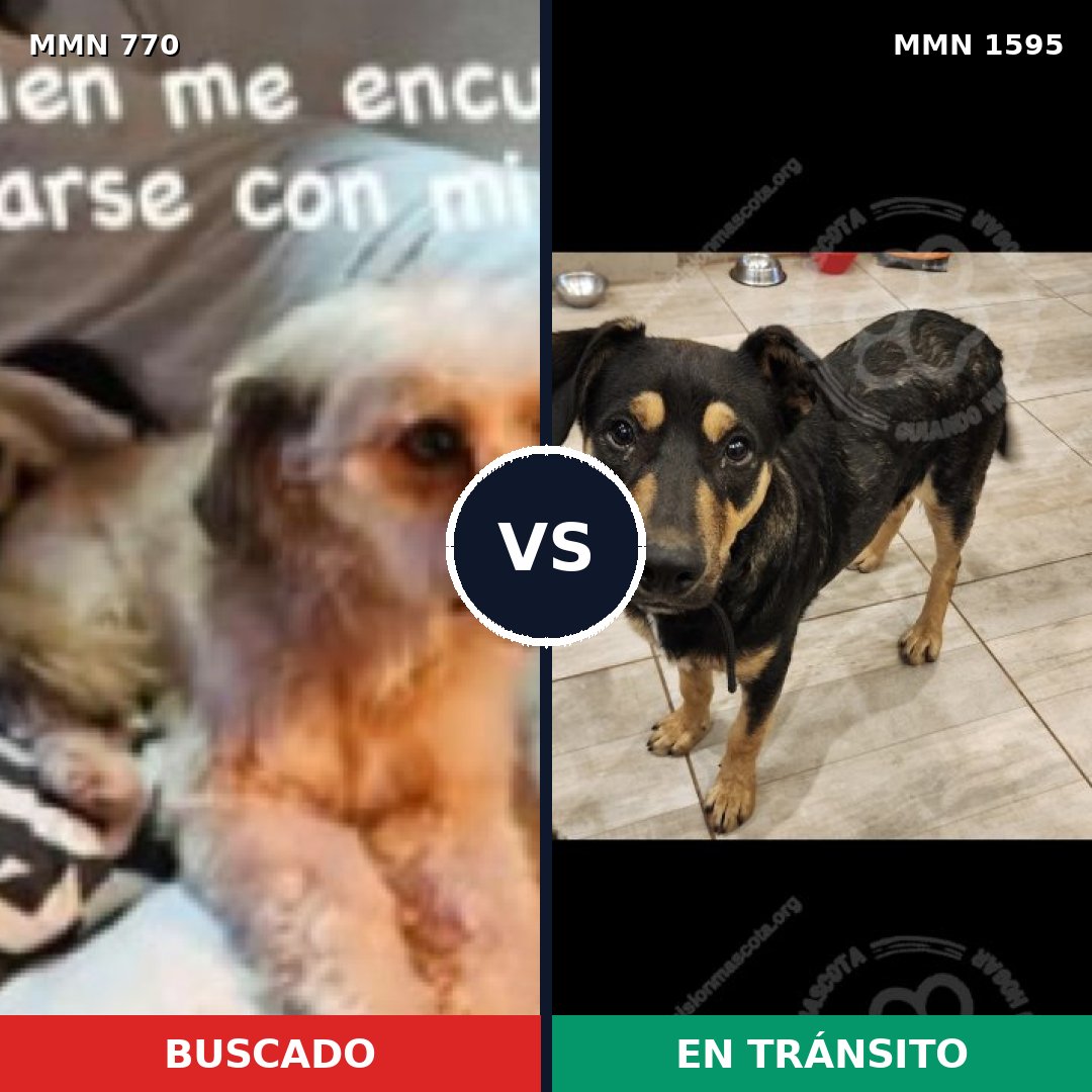 Comparativa MMS 32560: mascota perdida y mascota encontrada, 67% de similitud