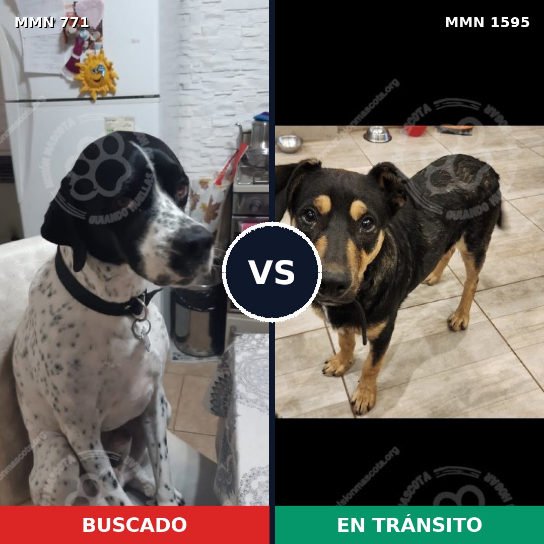 Comparativa MMS 32561: mascota perdida y mascota encontrada, 46% de similitud