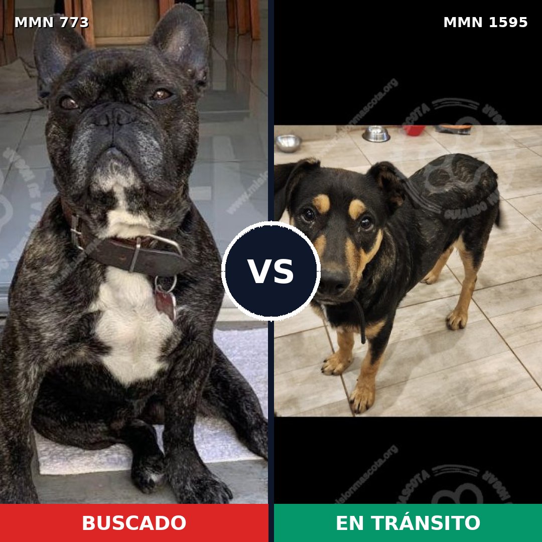 Comparativa MMS 32562: mascota perdida y mascota encontrada, 49% de similitud