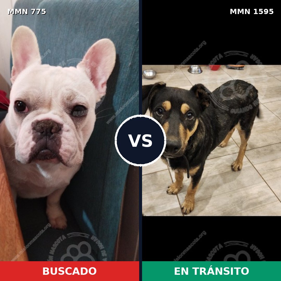 Comparativa MMS 32563: mascota perdida y mascota encontrada, 41% de similitud