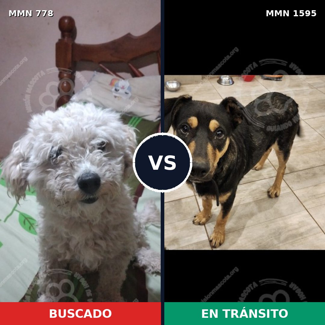 Comparativa MMS 32564: mascota perdida y mascota encontrada, 39% de similitud