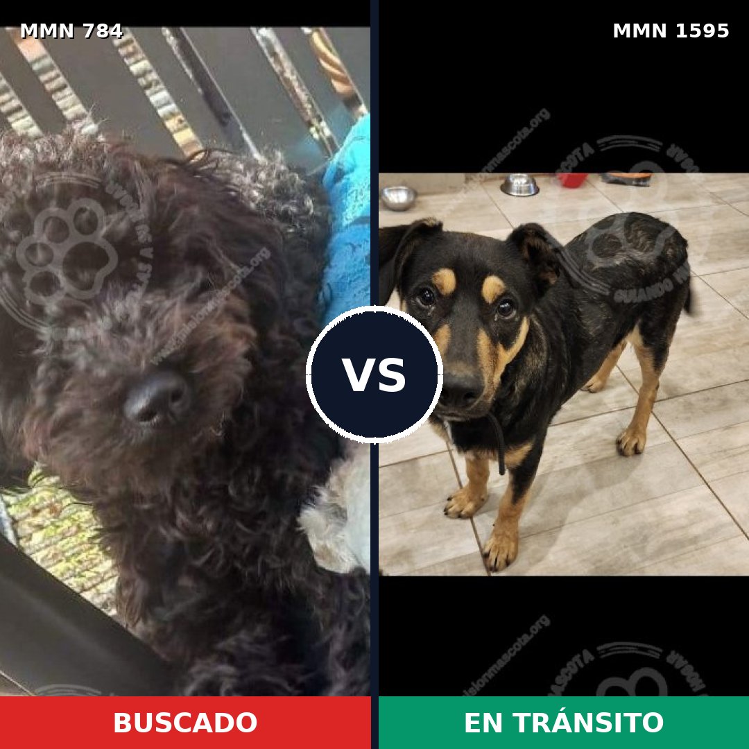 Comparativa MMS 32565: mascota perdida y mascota encontrada, 46% de similitud