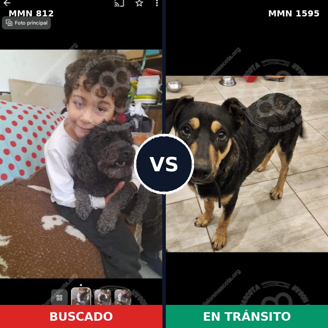 Comparativa MMS 32568: mascota perdida y mascota encontrada, 39% de similitud
