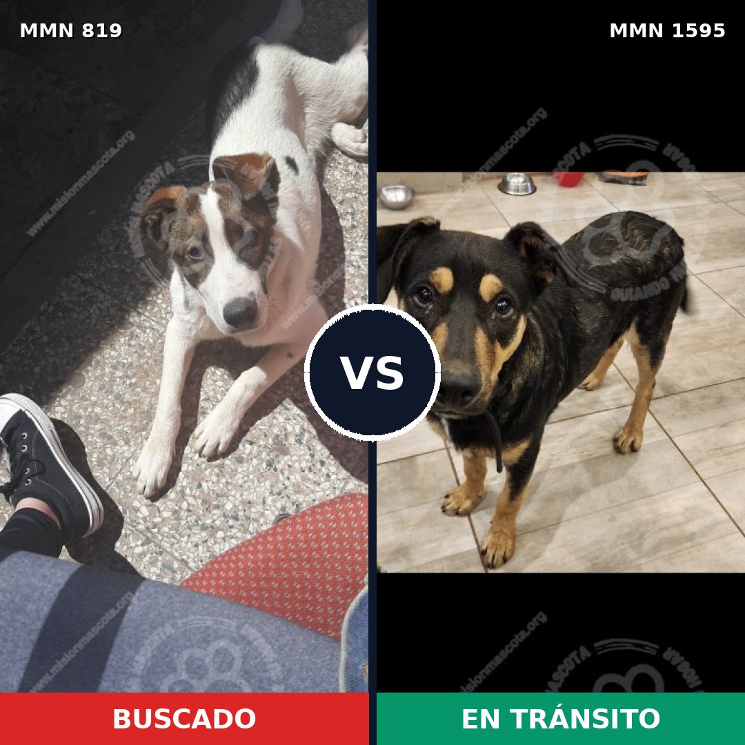 Comparativa MMS 32569: mascota perdida y mascota encontrada, 76% de similitud