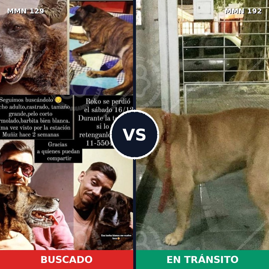 Comparativa MMS 3257: mascota perdida y mascota encontrada, 63% de similitud