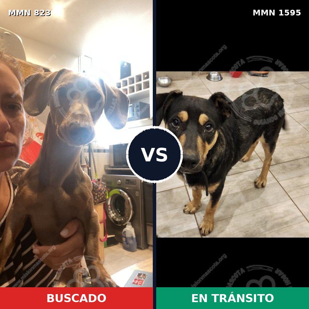 Comparativa MMS 32570: mascota perdida y mascota encontrada, 32% de similitud