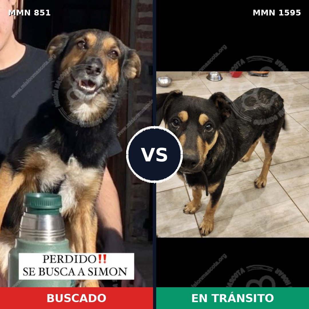 Comparativa MMS 32572: mascota perdida y mascota encontrada, 85% de similitud