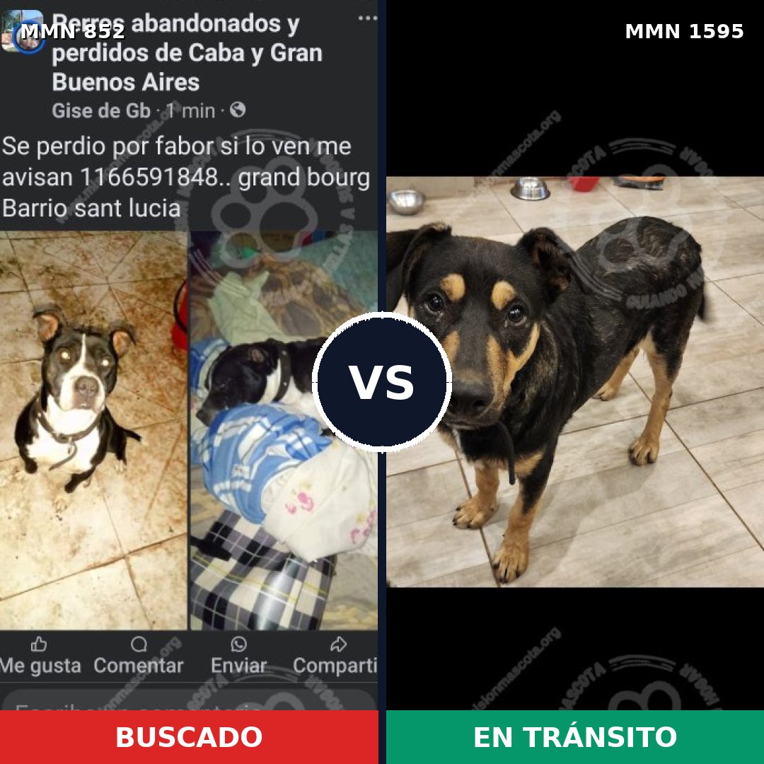 Comparativa MMS 32573: mascota perdida y mascota encontrada, 54% de similitud