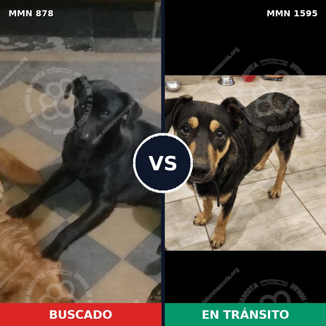 Comparativa MMS 32575: mascota perdida y mascota encontrada, 57% de similitud