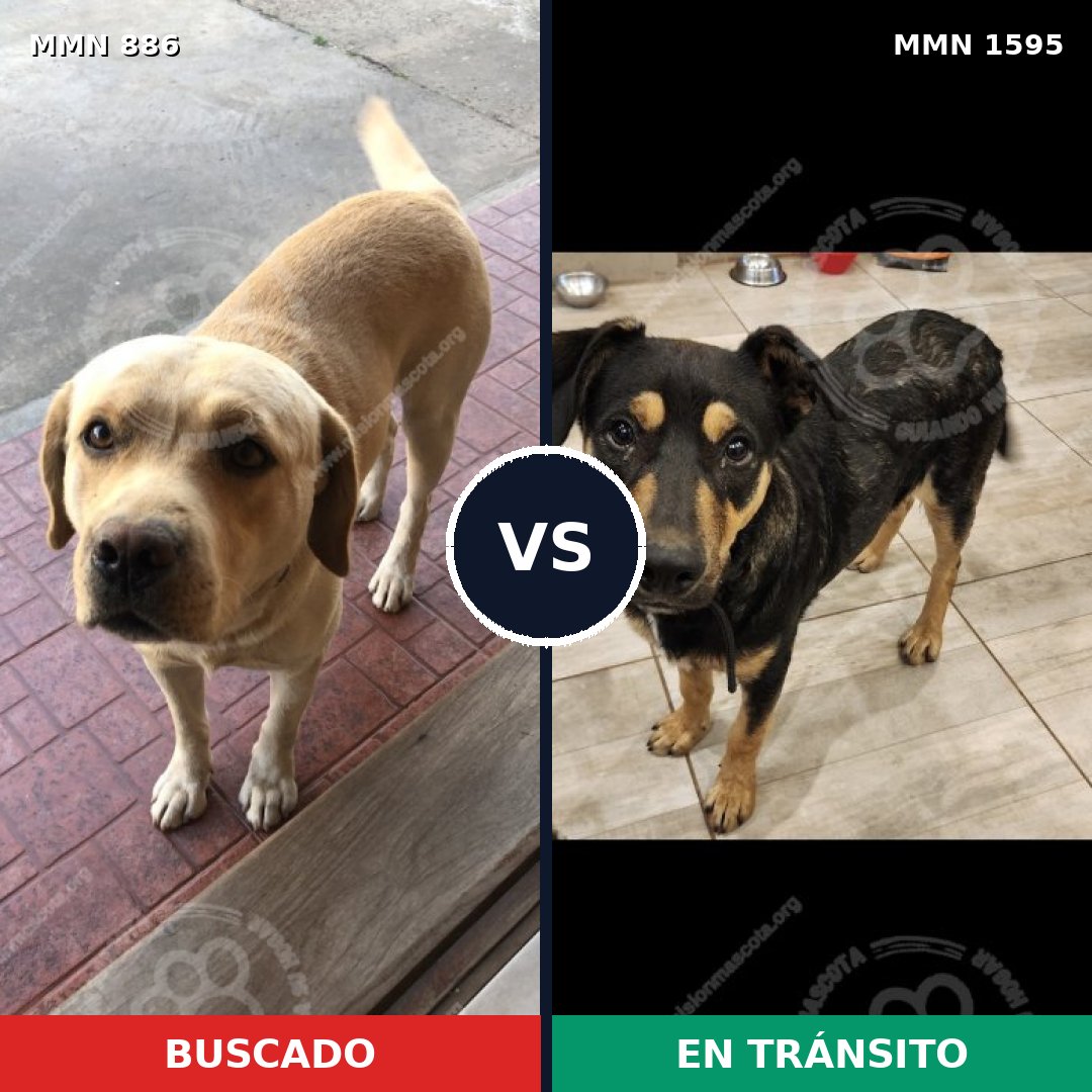 Comparativa MMS 32576: mascota perdida y mascota encontrada, 45% de similitud