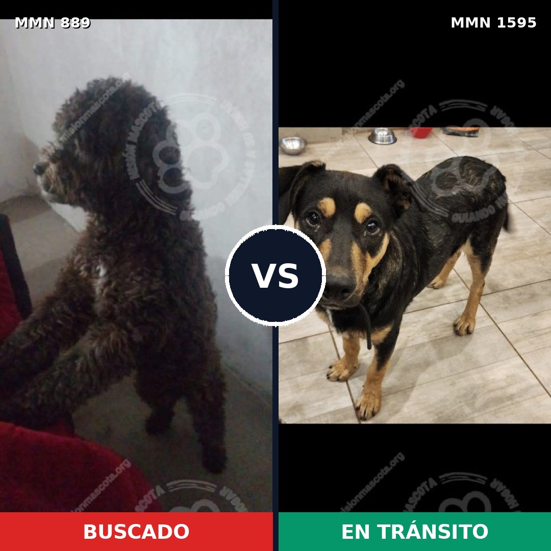 Comparativa MMS 32577: mascota perdida y mascota encontrada, 56% de similitud