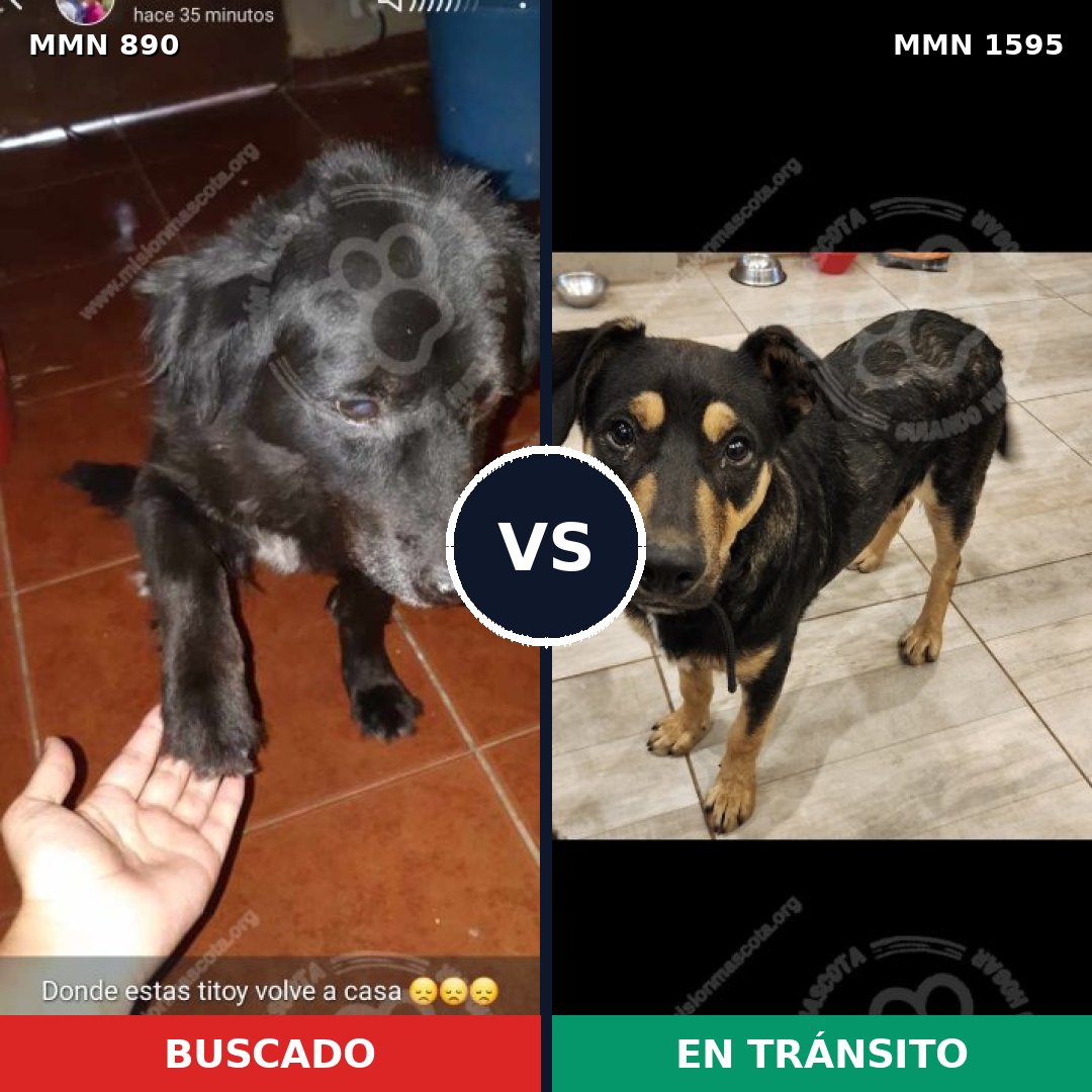 Comparativa MMS 32578: mascota perdida y mascota encontrada, 46% de similitud