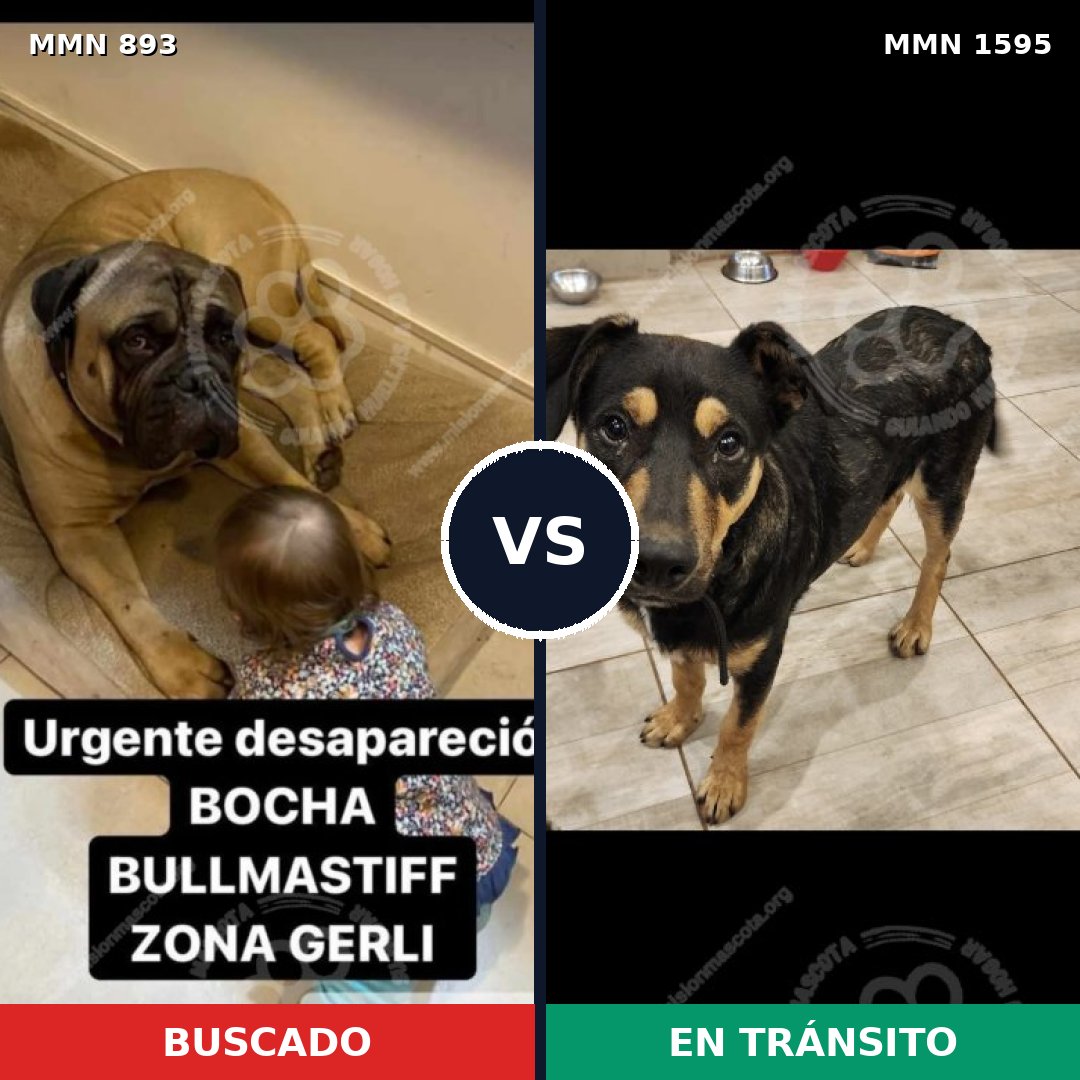 Comparativa MMS 32579: mascota perdida y mascota encontrada, 36% de similitud