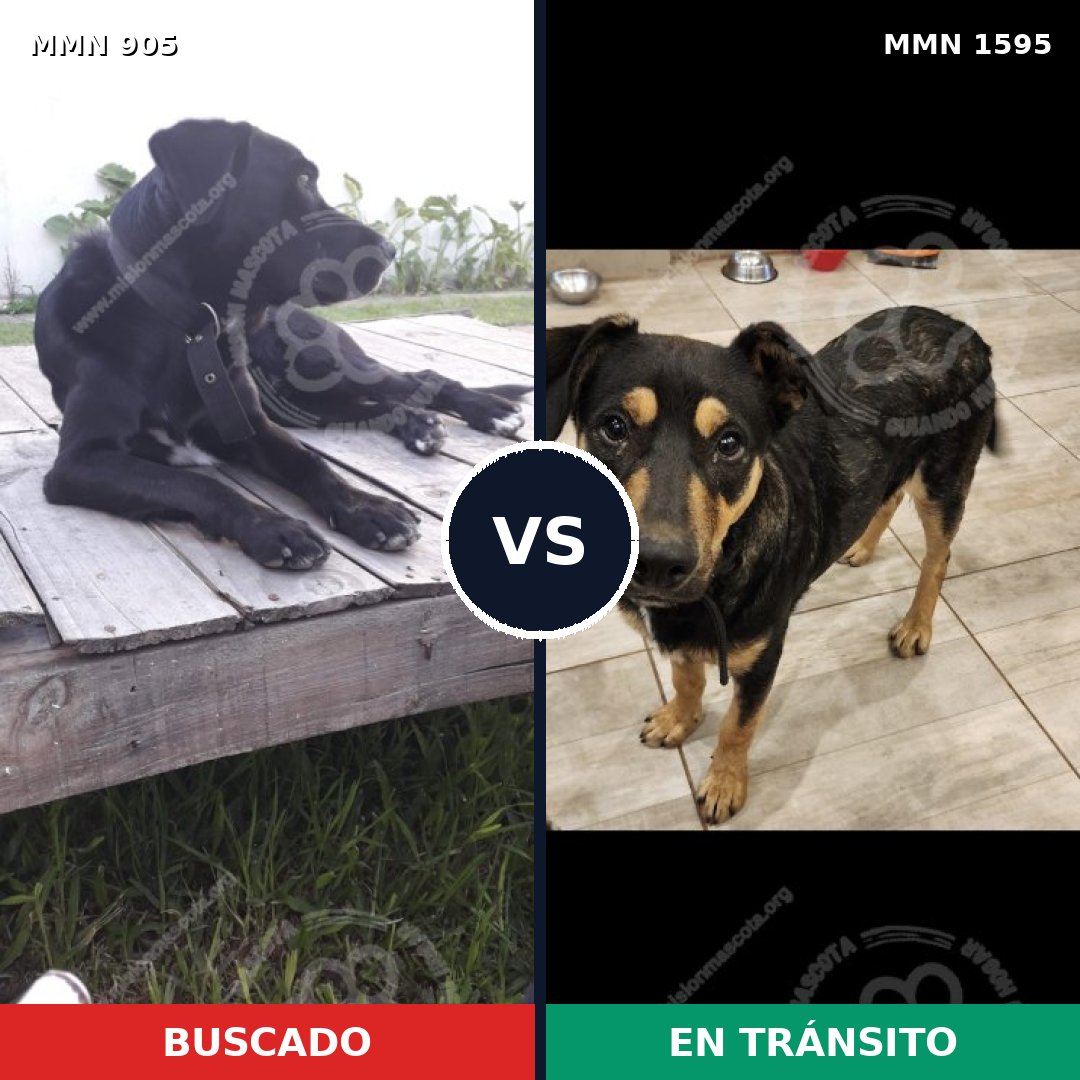 Comparativa MMS 32580: mascota perdida y mascota encontrada, 87% de similitud