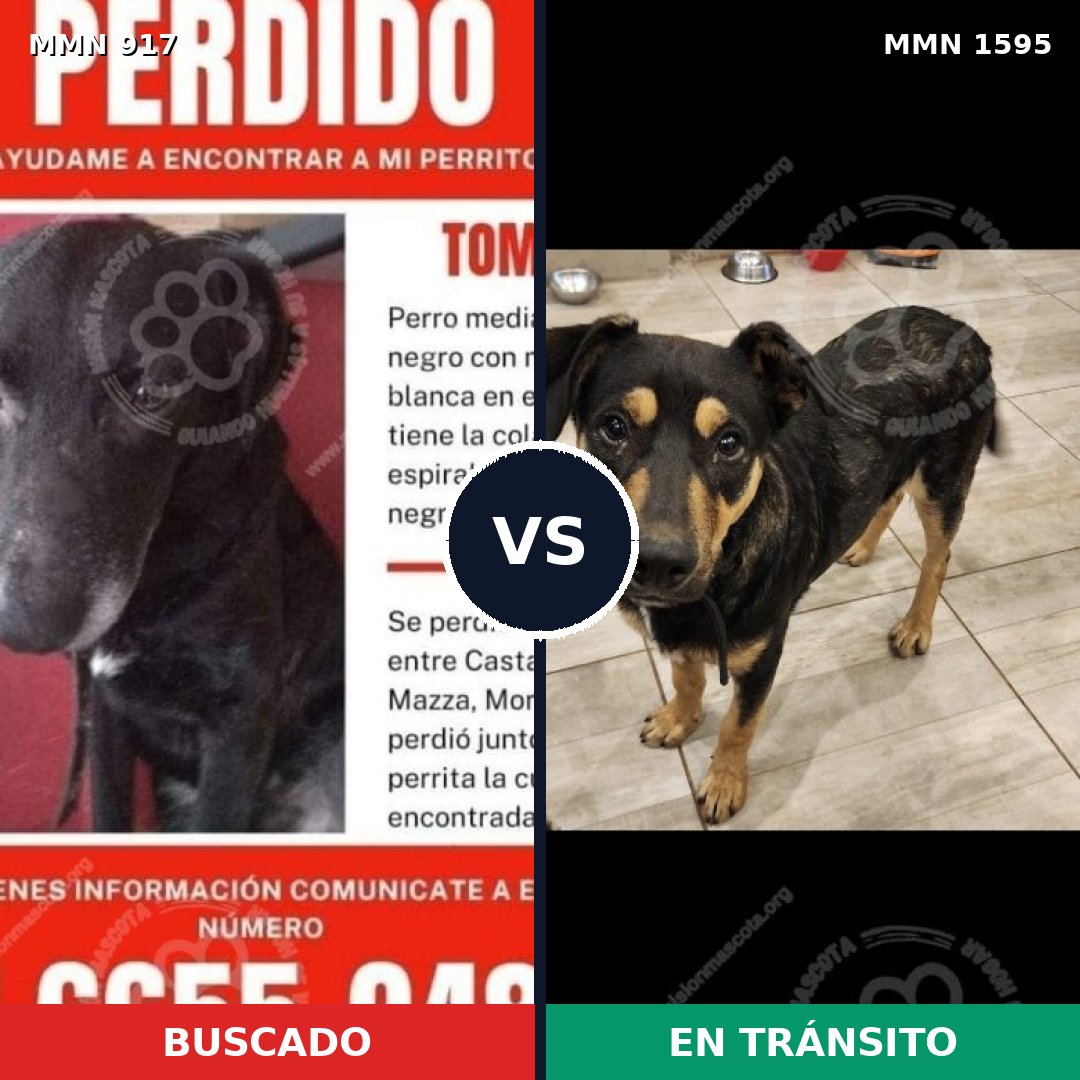Comparativa MMS 32581: mascota perdida y mascota encontrada, 60% de similitud