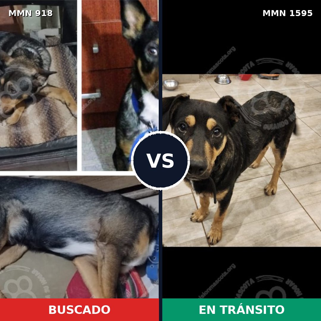 Comparativa MMS 32582: mascota perdida y mascota encontrada, 46% de similitud