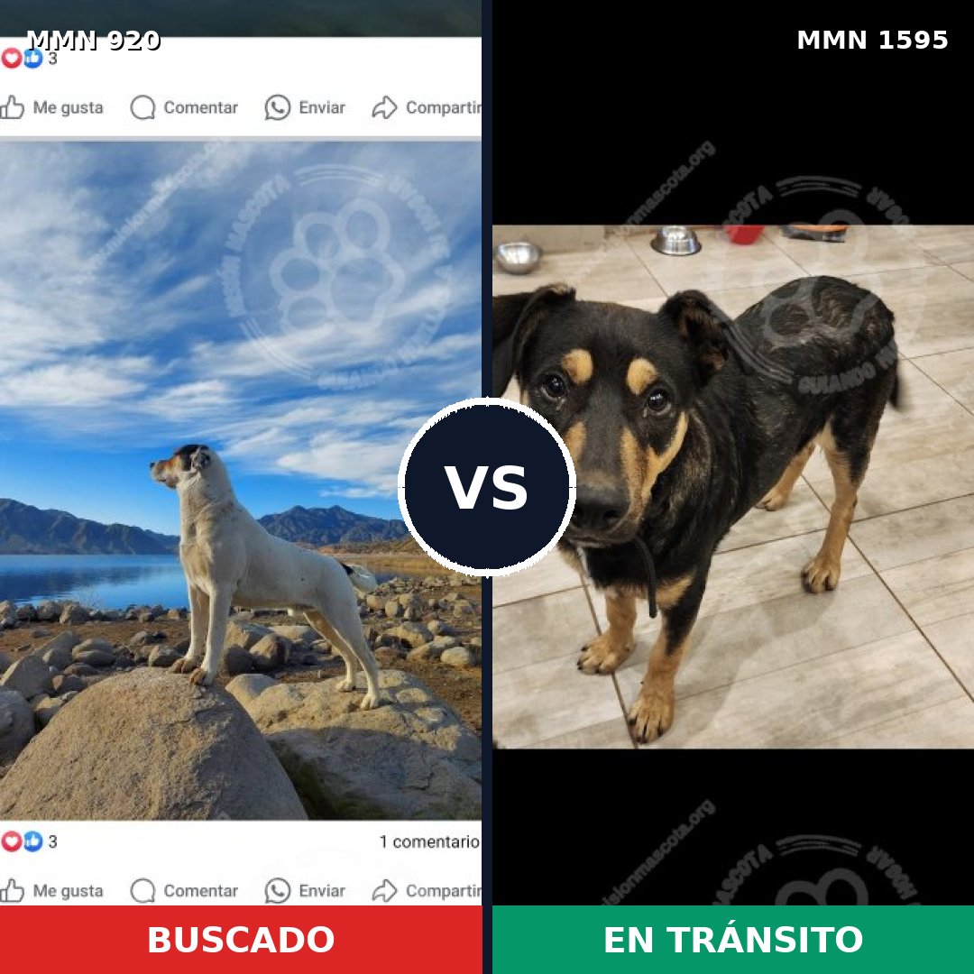 Comparativa MMS 32584: mascota perdida y mascota encontrada, 32% de similitud