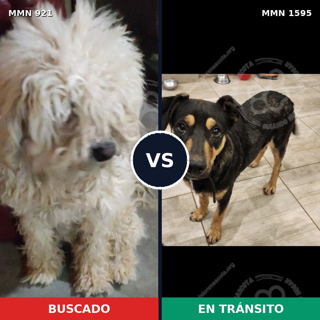 Comparativa MMS 32585: mascota perdida y mascota encontrada, 31% de similitud