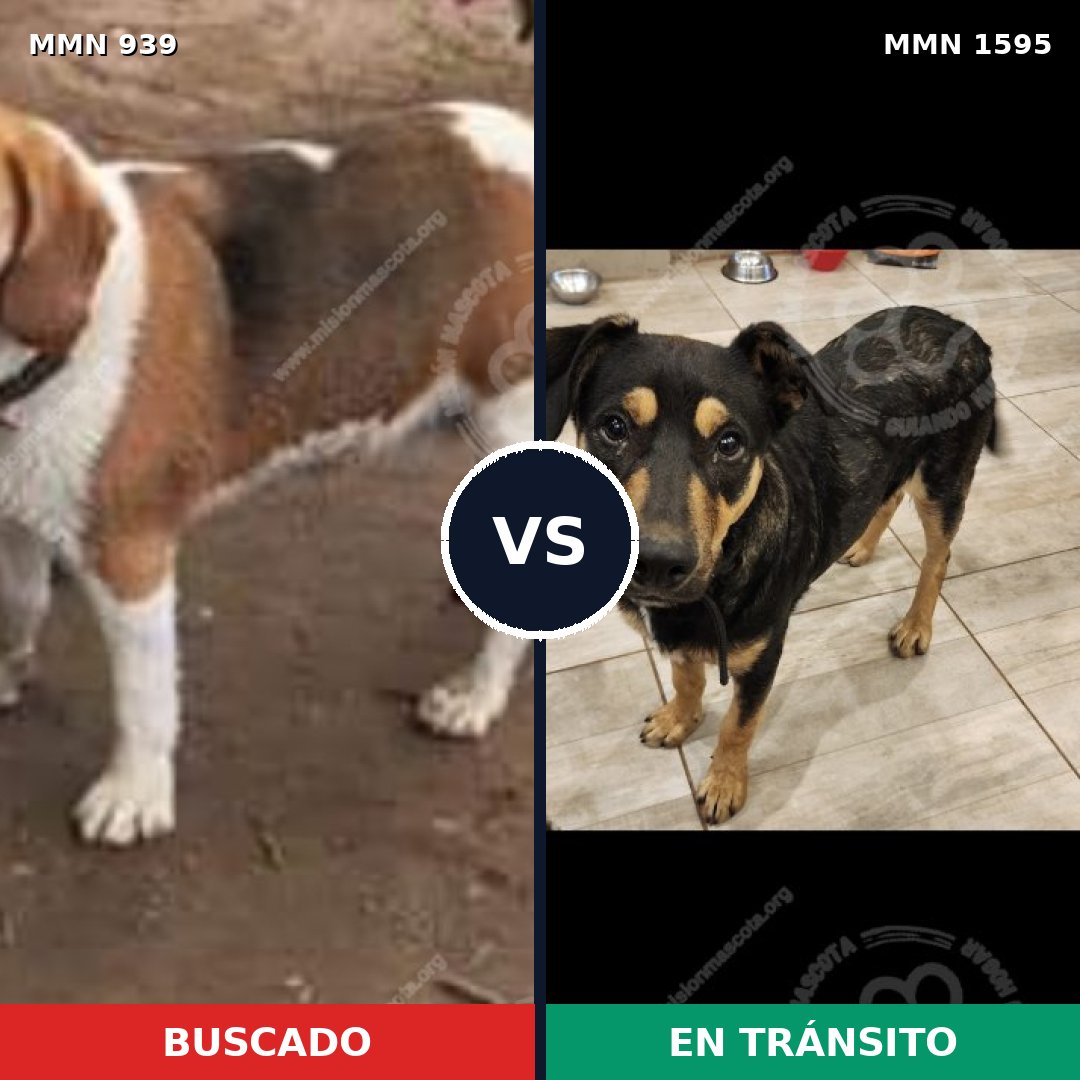 Comparativa MMS 32586: mascota perdida y mascota encontrada, 49% de similitud