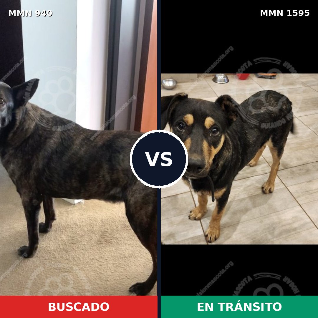 Comparativa MMS 32587: mascota perdida y mascota encontrada, 60% de similitud