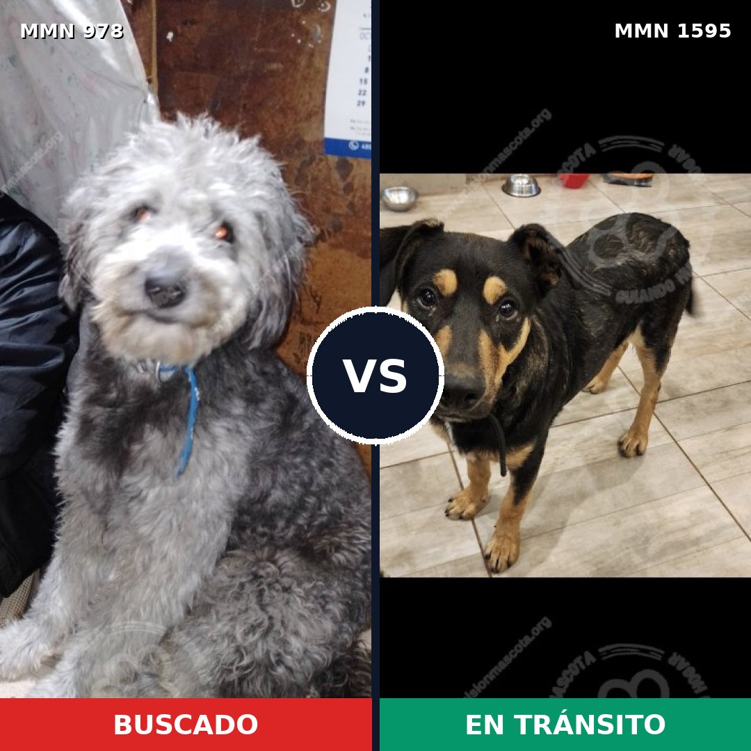 Comparativa MMS 32591: mascota perdida y mascota encontrada, 51% de similitud