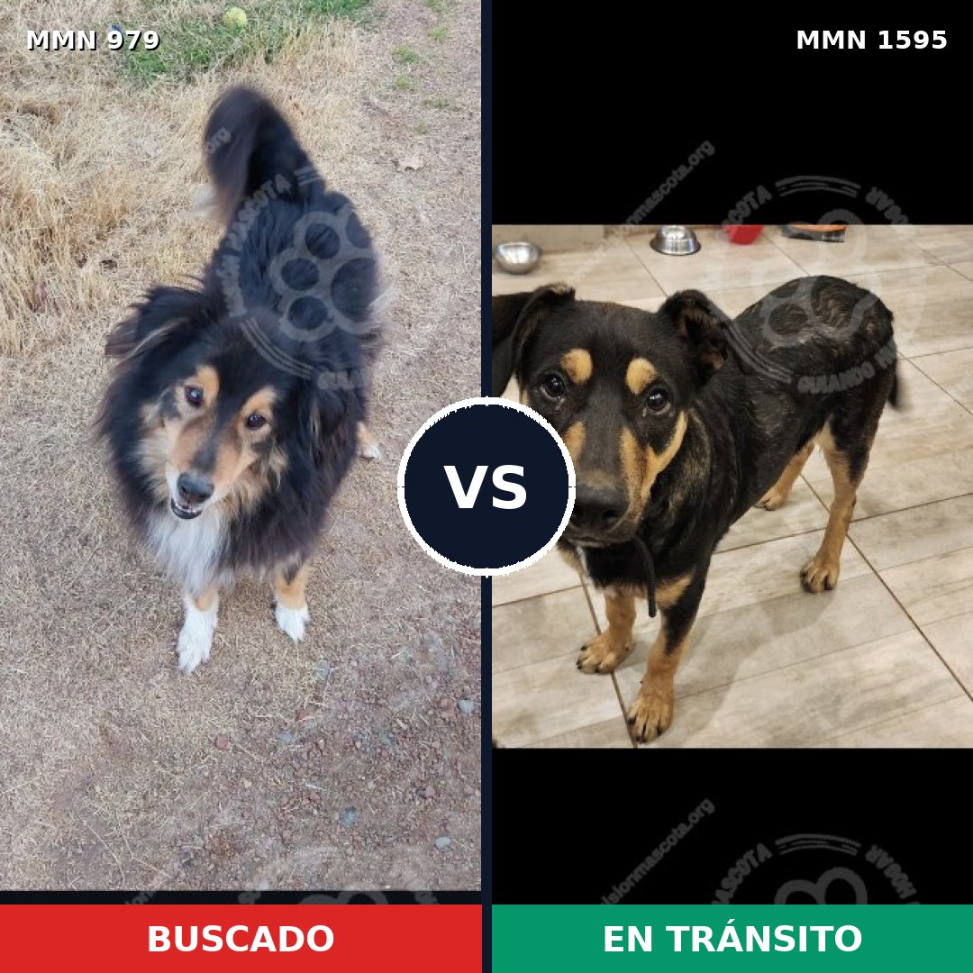 Comparativa MMS 32592: mascota perdida y mascota encontrada, 47% de similitud