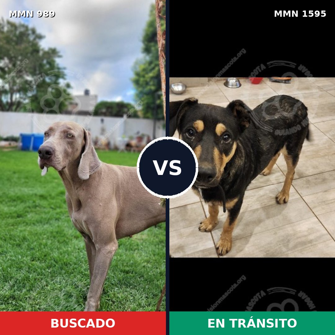 Comparativa MMS 32594: mascota perdida y mascota encontrada, 37% de similitud