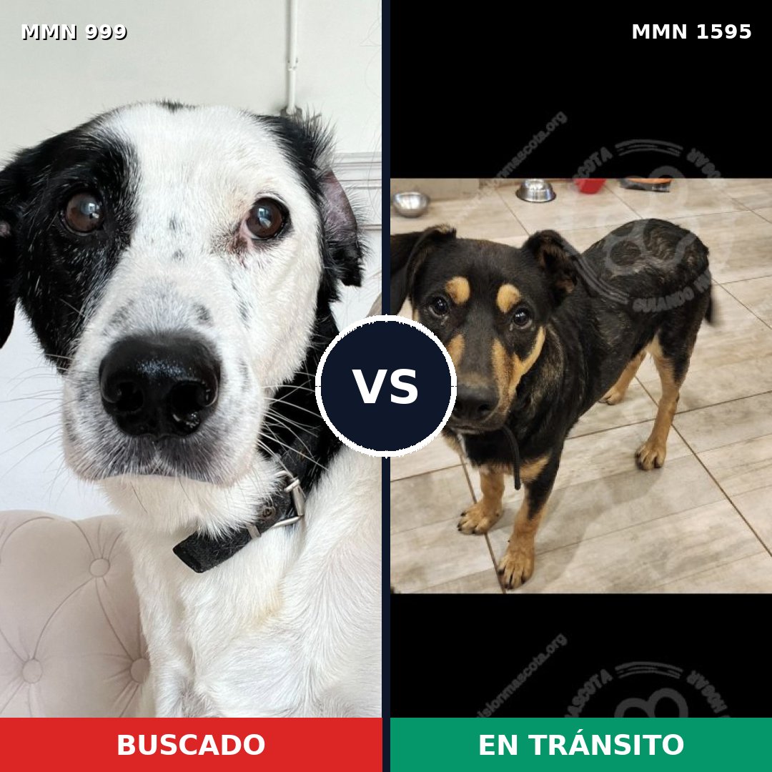 Comparativa MMS 32595: mascota perdida y mascota encontrada, 54% de similitud
