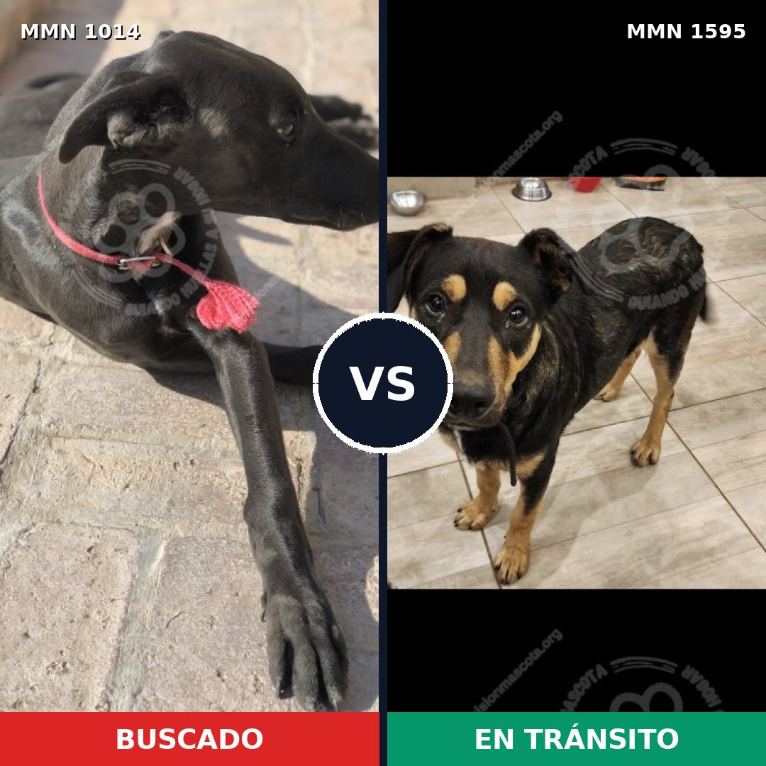 Comparativa MMS 32599: mascota perdida y mascota encontrada, 48% de similitud
