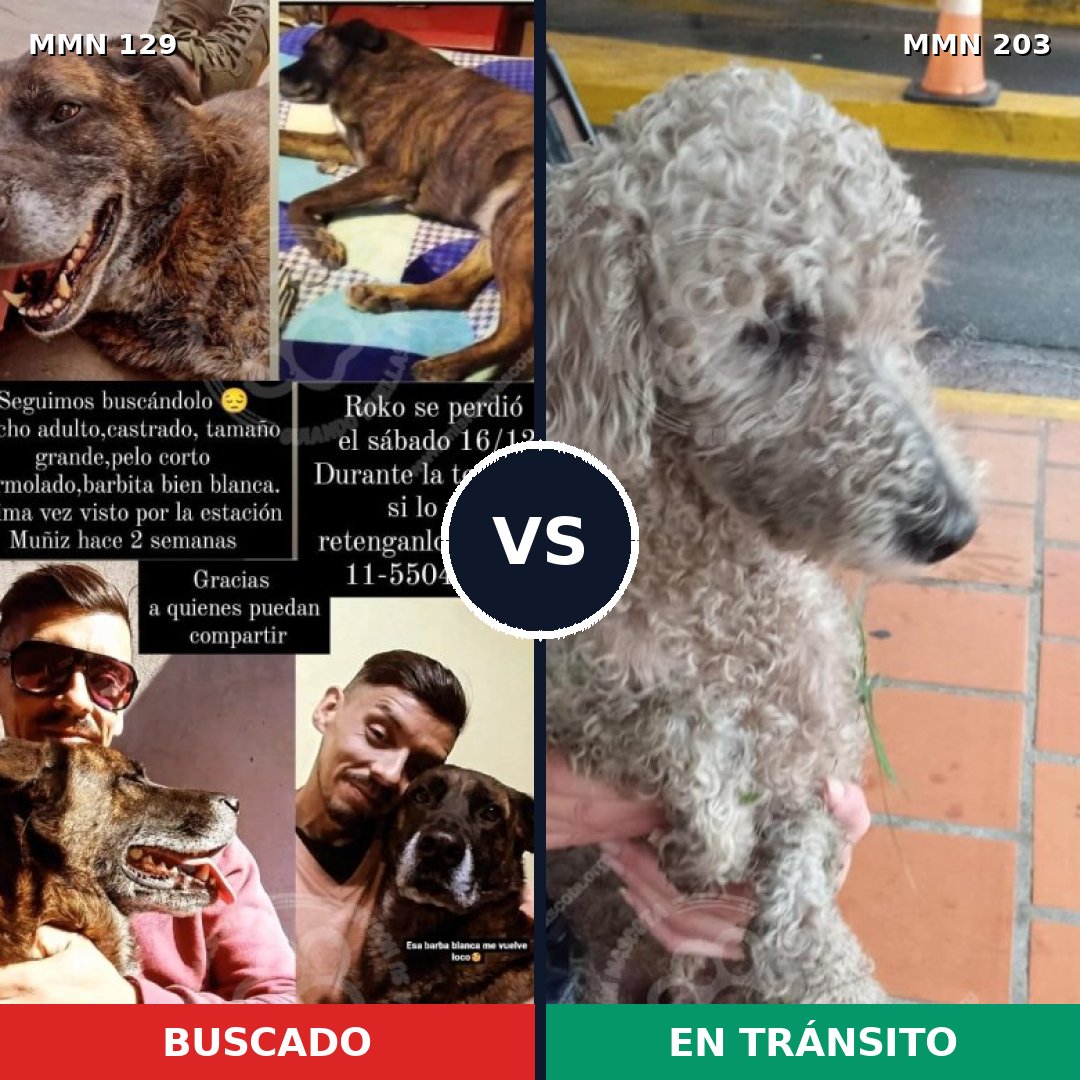 Comparativa MMS 3260: mascota perdida y mascota encontrada, 8% de similitud