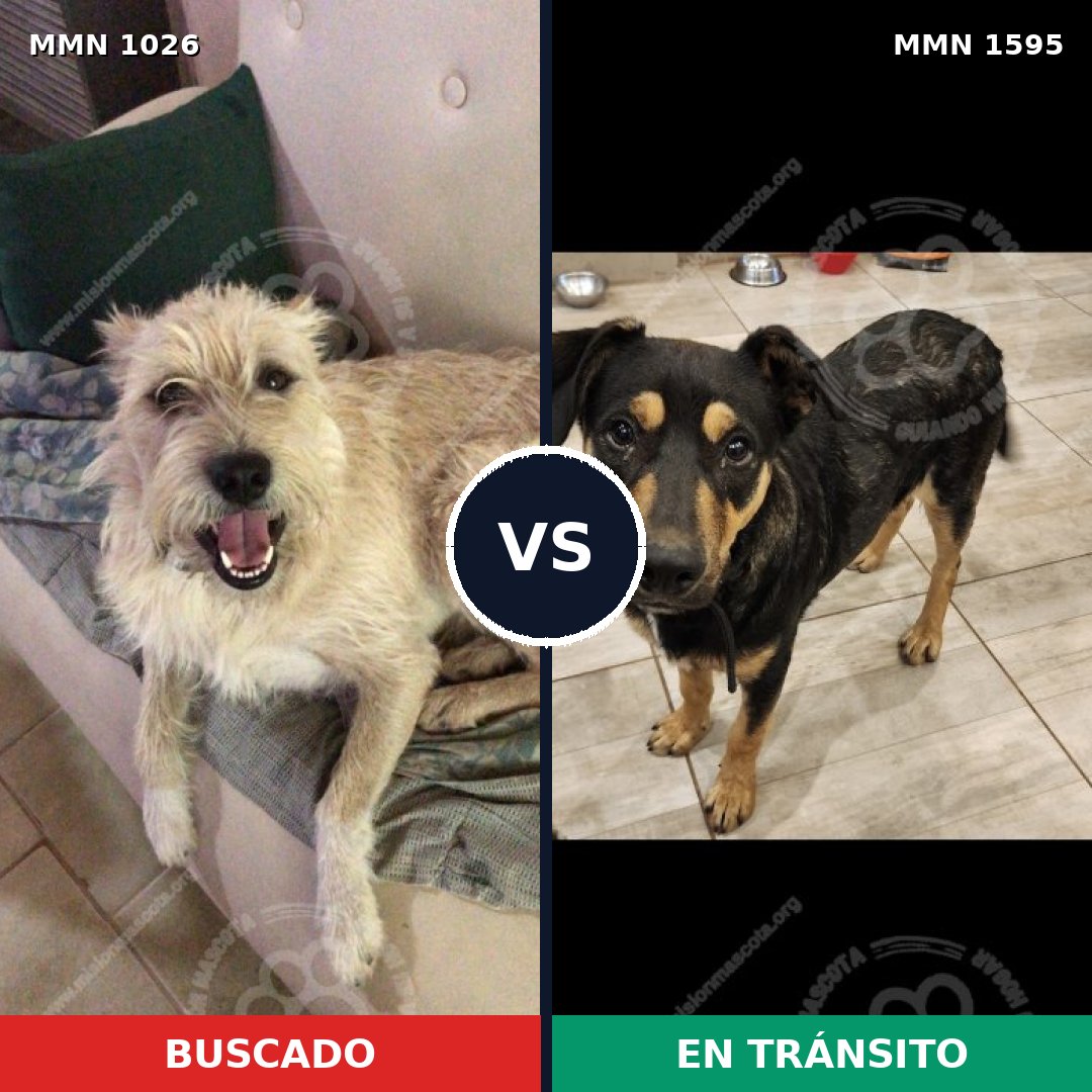 Comparativa MMS 32600: mascota perdida y mascota encontrada, 53% de similitud