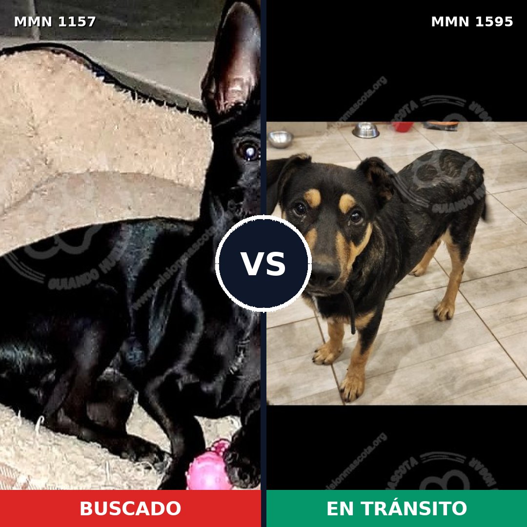 Comparativa MMS 32601: mascota perdida y mascota encontrada, 45% de similitud