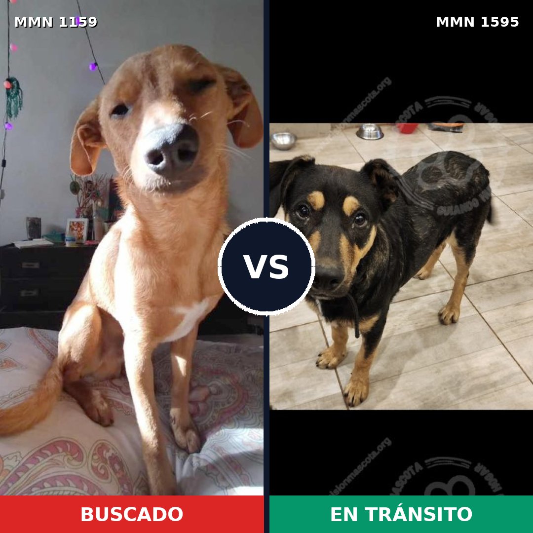 Comparativa MMS 32602: mascota perdida y mascota encontrada, 65% de similitud