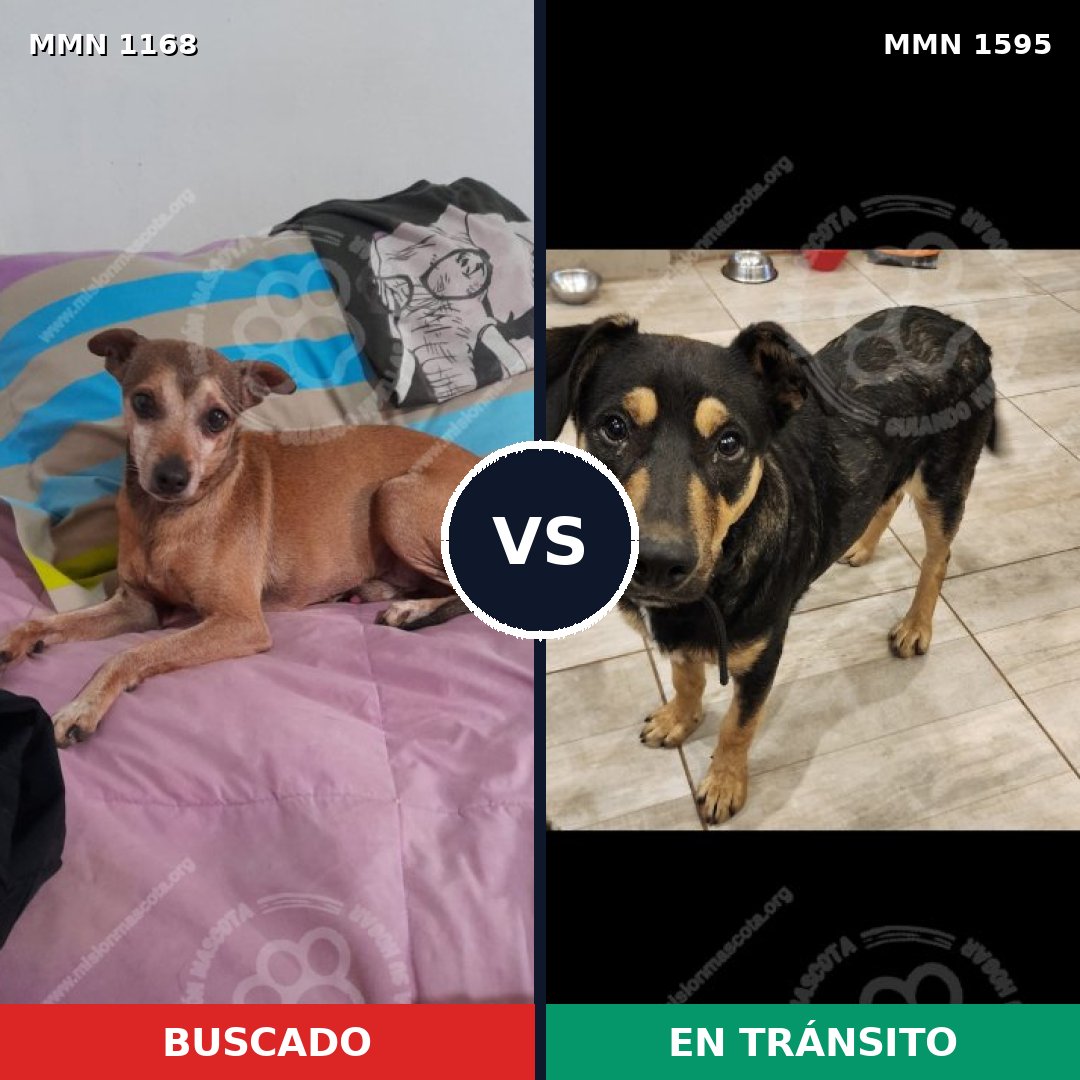 Comparativa MMS 32603: mascota perdida y mascota encontrada, 44% de similitud