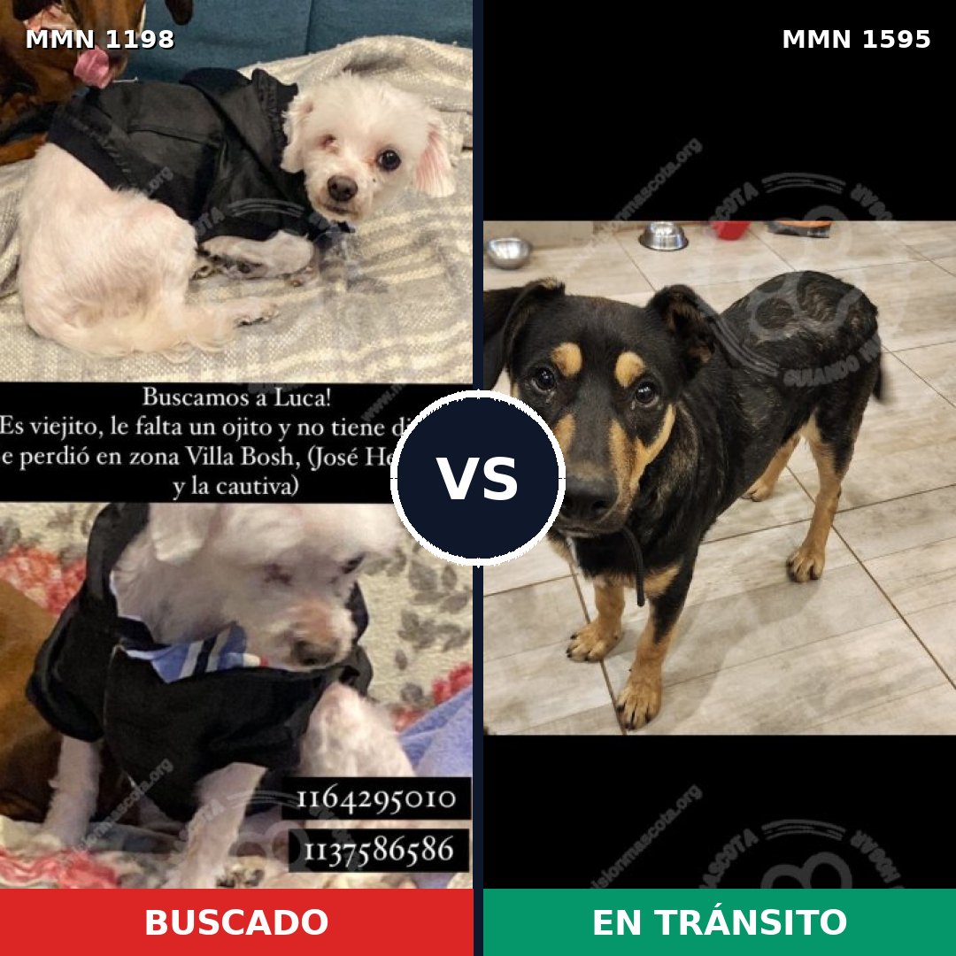Comparativa MMS 32604: mascota perdida y mascota encontrada, 39% de similitud