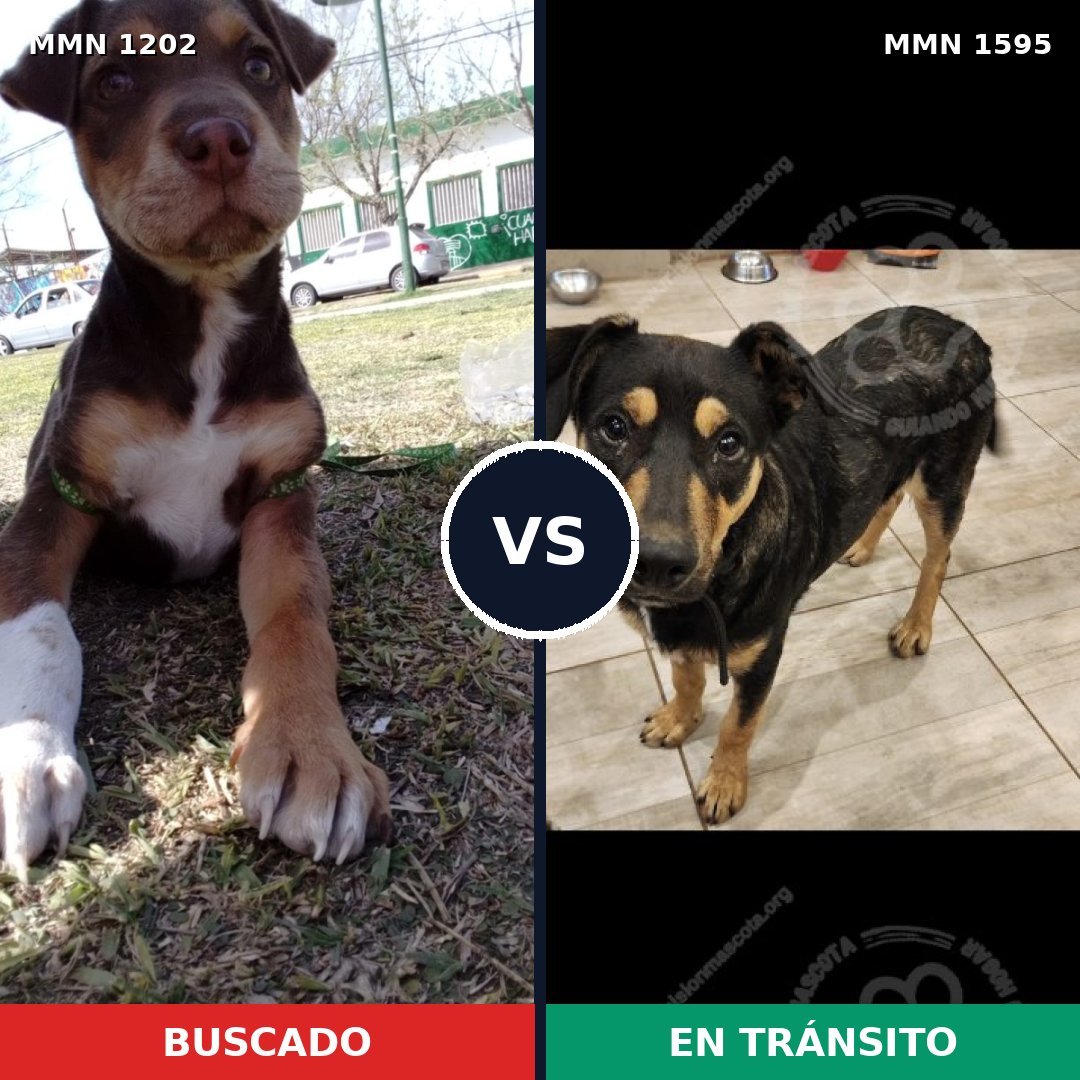 Comparativa MMS 32605: mascota perdida y mascota encontrada, 44% de similitud