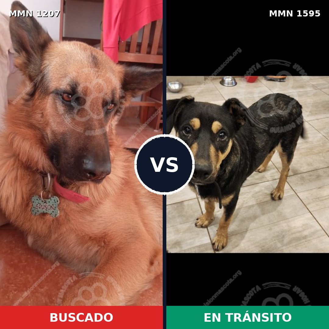 Comparativa MMS 32606: mascota perdida y mascota encontrada, 34% de similitud