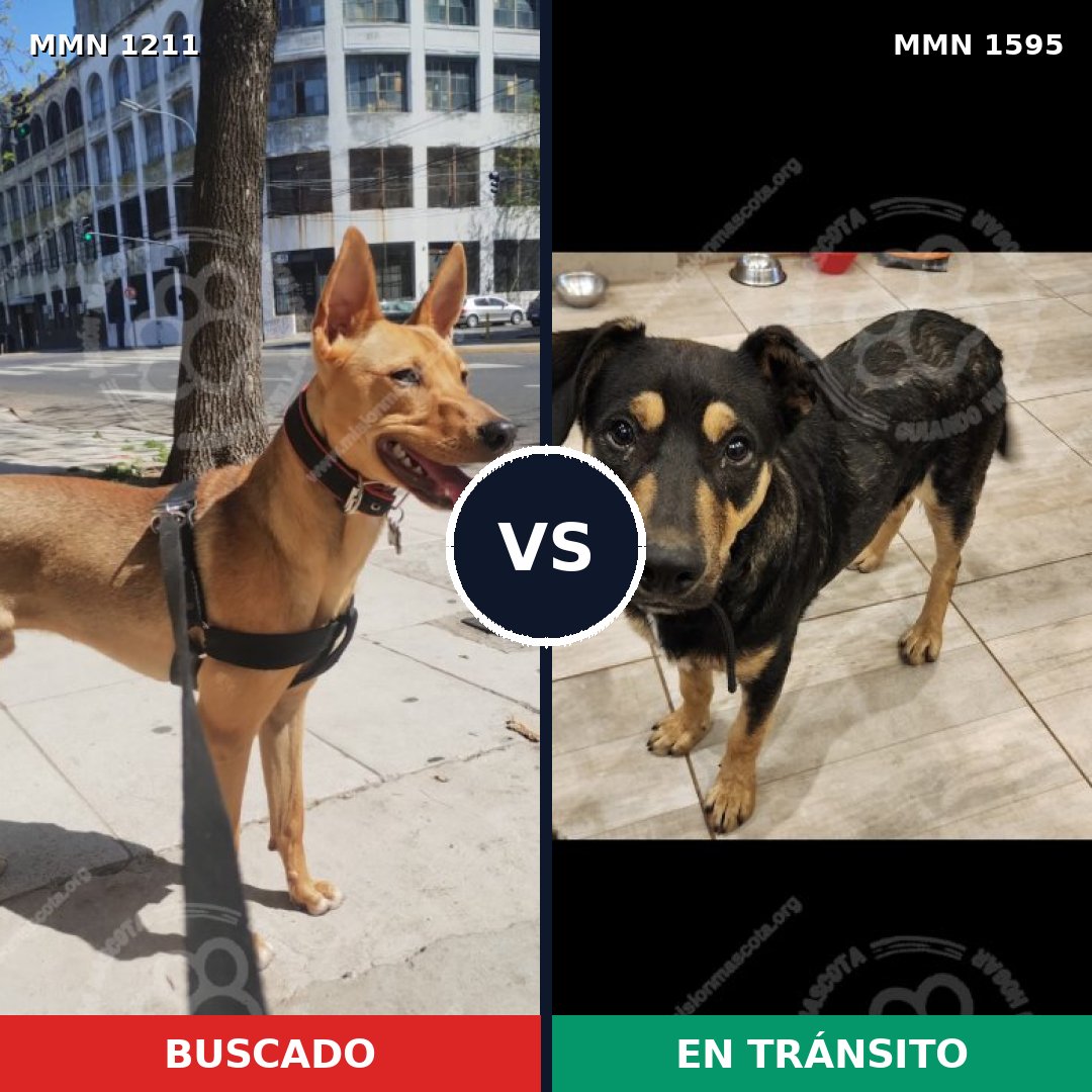 Comparativa MMS 32607: mascota perdida y mascota encontrada, 81% de similitud