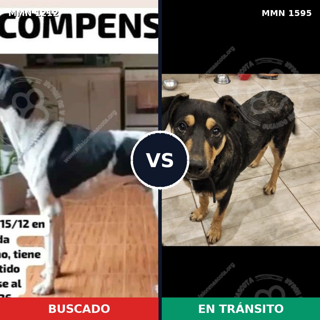 Comparativa MMS 32608: mascota perdida y mascota encontrada, 39% de similitud