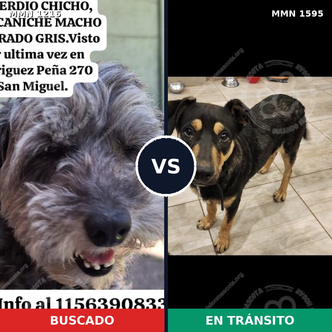Comparativa MMS 32609: mascota perdida y mascota encontrada, 45% de similitud