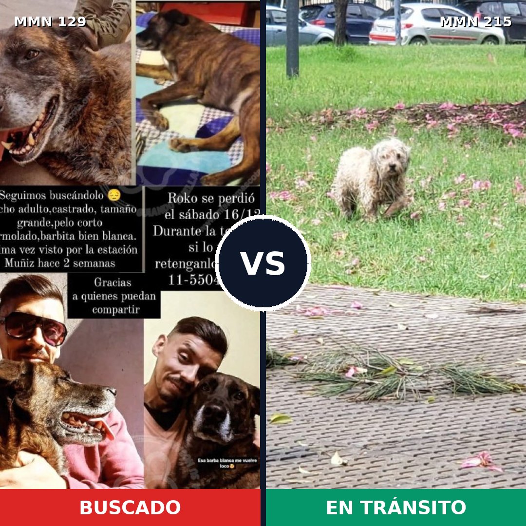 Comparativa MMS 3261: mascota perdida y mascota encontrada, 6% de similitud