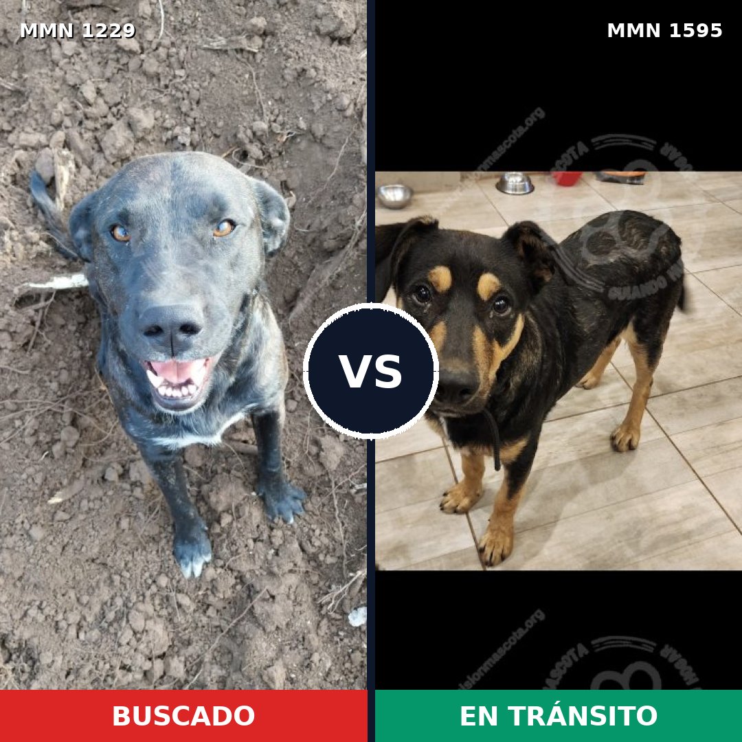 Comparativa MMS 32610: mascota perdida y mascota encontrada, 39% de similitud