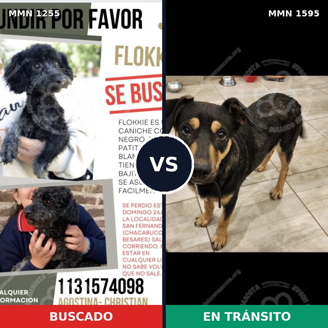 Comparativa MMS 32613: mascota perdida y mascota encontrada, 37% de similitud