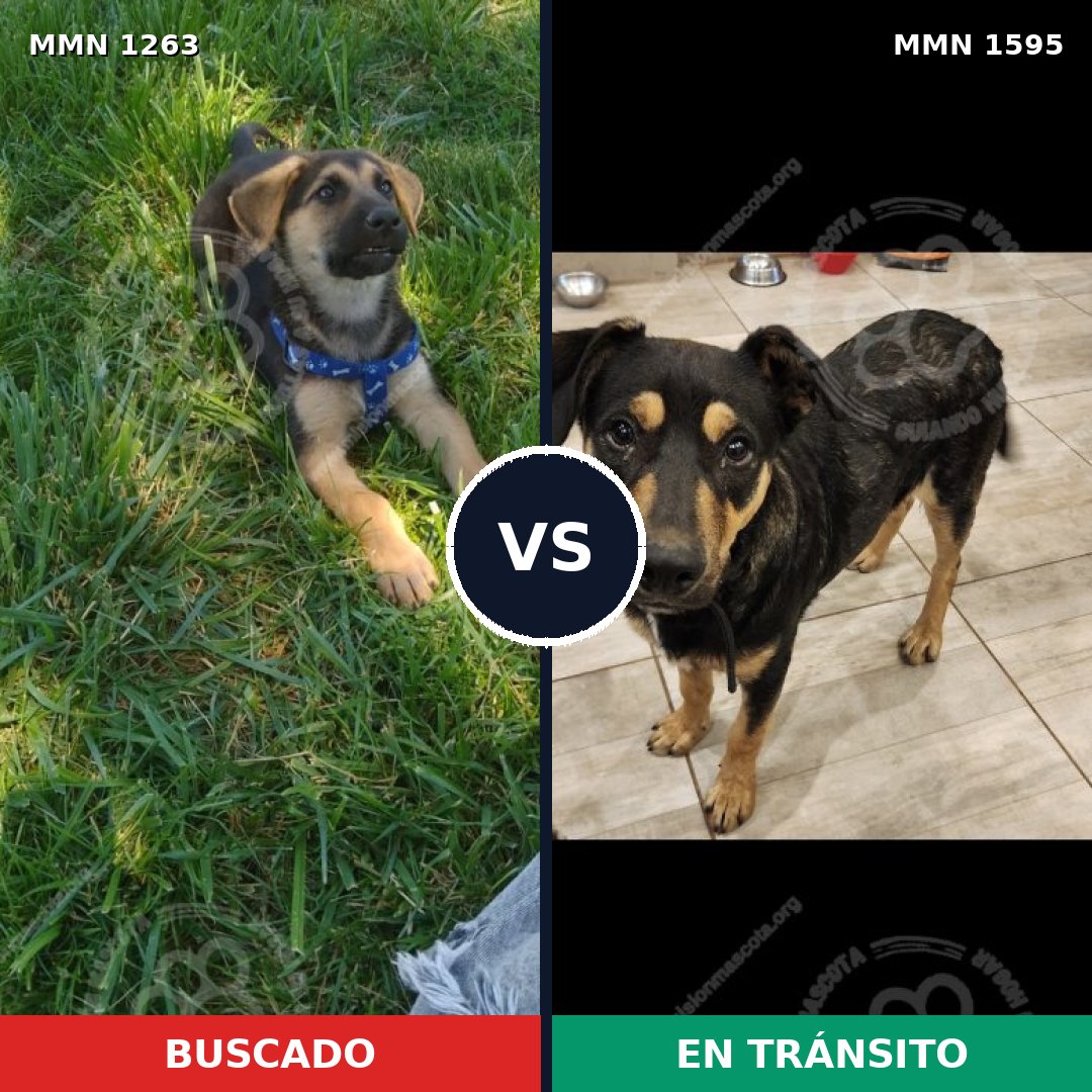 Comparativa MMS 32615: mascota perdida y mascota encontrada, 39% de similitud
