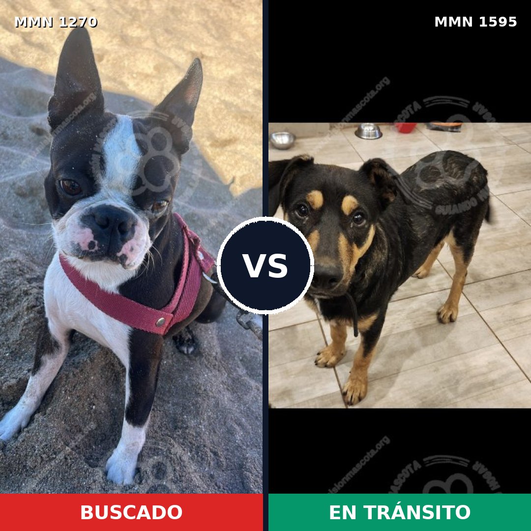 Comparativa MMS 32617: mascota perdida y mascota encontrada, 47% de similitud